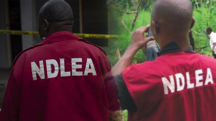 NDLEA Operatives